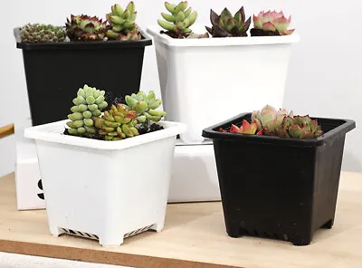 Up To 100pcs Plant Flower Square Pots Thickened Nursery Seedling Container 032 • $79.99