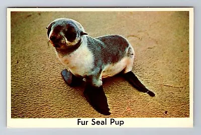 Fur Seal Pup Animals Antique Vintage Souvenir Postcard • $7.99