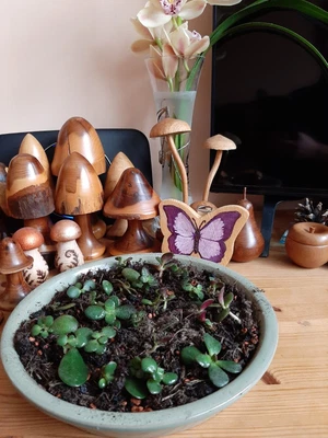 £2 • Buy Rooted Leaf Cutting Jade Plant, Money Tree, Crassula Ovata Succulent House Plant