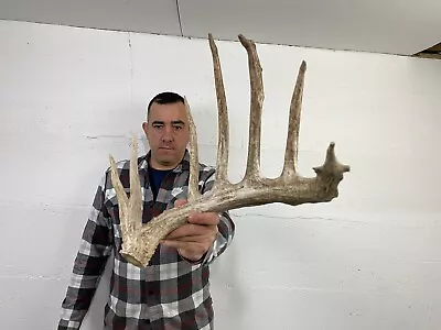 93” Single Whitetail Deer Antler Shed Cut Taxidermy Mount Cabin Craft Decor • $0.99