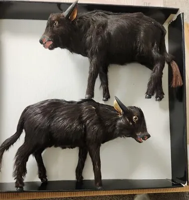 2 Vintage Miniature Taxidermy Bull Black  Real Animal Hide Fur  • $175