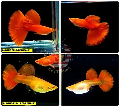 $30.95 • Buy 1 TRIO  - Live Aquarium Guppy Fish High Quality - Albino Full Red 