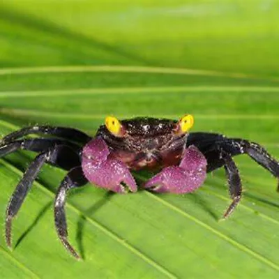 Assorted Vampire Crabs • $14.99