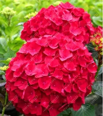 20 SEEDS For Cherry Red HYDRANGEA RARE Flower Exotic Bush Home Plant USA Seller • $7.75