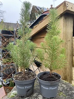 X2 Stone Pine Saplings🌲 Pinus Pinea - 20-30cm In Pot • £18.99