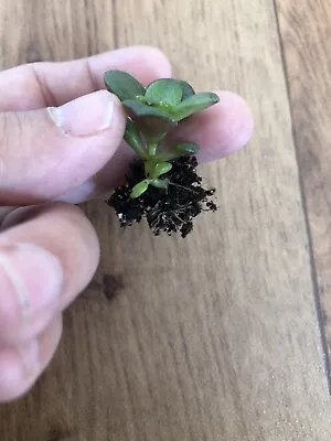 £3.95 • Buy Crassula Ovata Minima Miniature Jade Rooted Small Baby Plant