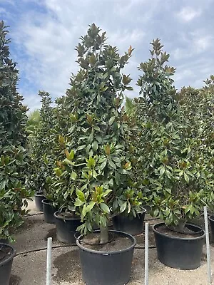 Large Magnolia Grandiflora Tree 3 Meters 150L Pot • £750