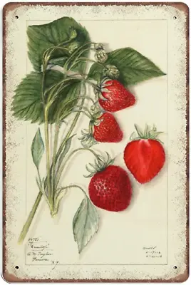 DAIERCY Vintage Strawberry Botanical Tin Signs 1912 Mary Daisy Arnold Kitchen  • $10.58