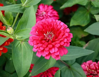 25+ Pink Marigold Seeds For Garden Planting - USA - FREE SHIPPING! • $4.93