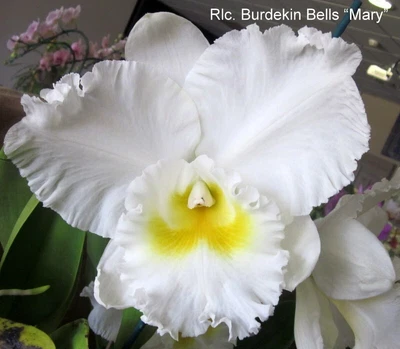 $50 • Buy Cattleya Division: Rlc. Burdekin Bells 'Mary’ AM/AOC
