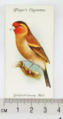 1933 John Player & Sons Aviary & Cage Birds 14 Goldfinch-Canary Mule • £2