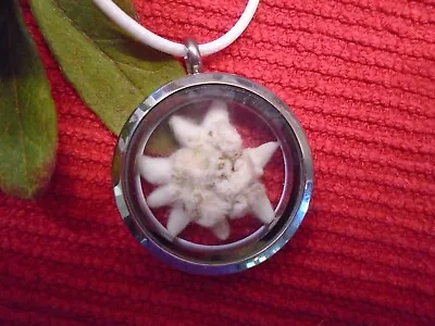 Edelweiss Dried Flower Real Pendant Necklace German Bavarian Sound Of Music 1.2  • $25