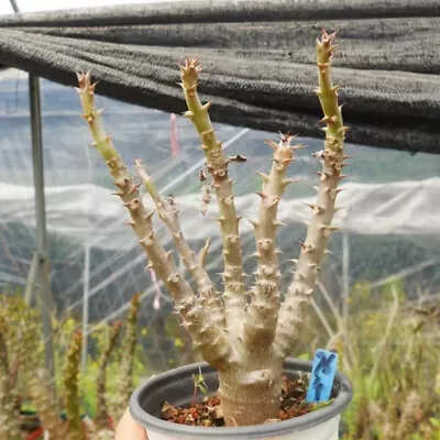 Succulentg Plant Seed Growth Pachypodium Baronii Var. Windsorii Garden Plants • $118