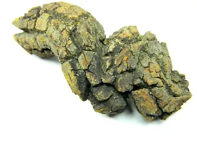 $15.98 • Buy Coprolite From A Giant Ancient Turtle Fossil Madagascar 47.85 Grams