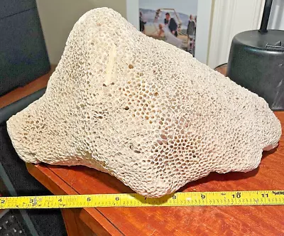 Ex Large 6.5 Lbs Natural BRAIN CORAL Fossil Specimen Sea Ocean Beach Aquarium 11 • $54.99