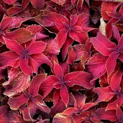 Coleus - Wizard Velvet Red Seeds • £2.49