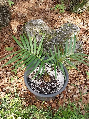  Rare Mexican Cycad Zamia Inermis • $50