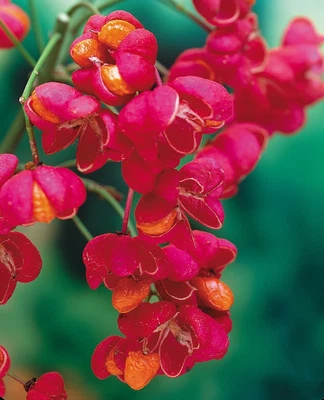 £9.99 • Buy Euonymus Europaeus Red Cascade  Spindle Tree  Bare Root Plant 70 Cm +