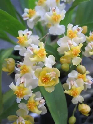 Onc_TWINKLE_Fragrant Fantasy Miniature Orchid NOT In Bloom/bud When Shipped • $24.99