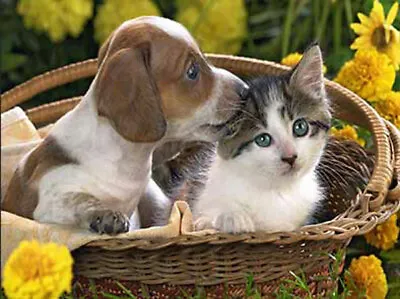 PUPPY AND KITTEN IN A BASKET - 3D DOG AND CAT PICTURE 400mm X 300mm (NEW) • £7.95