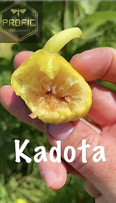 Fig Trees 2 Live Plants “Kadota” COLD HARDY • $20