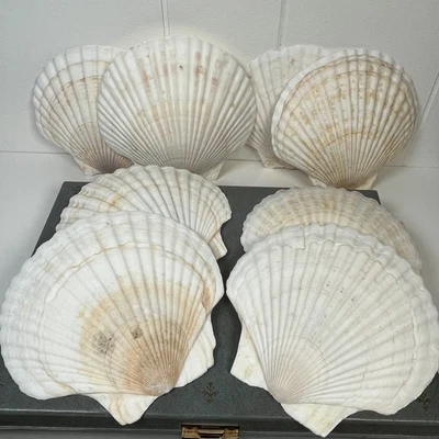 $28 • Buy Vintage Natural Seashells Scallop Shells Beach Decor Serving (Bundle Of 8)