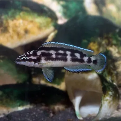 Masked Julie | Julidochromis Transcriptus | Lake Tanganyika Cichlid • £12.65