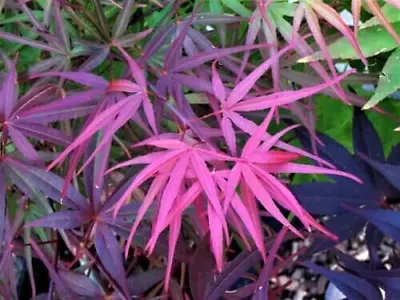 12 RED BAMBOO JAPANESE MAPLE SEEDS - Acer Palmatum 'Beni Otake' • $6.50