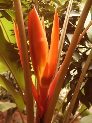 Musa Aurantiaca RARE HARDY BANANA Exotic Seeds! • $4.99