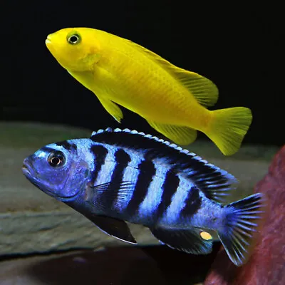 Saulosi Mbuna Cichlid | Male & Female | Chindongo Saulosi | Lake Malawi Cichlid • £36.69