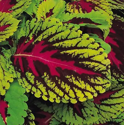 Flower - Coleus - Kong Scarlet - 10 Pelleted Seeds • £2.78