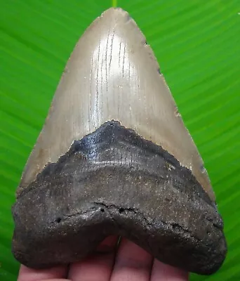 Megalodon Shark Tooth  - 5 & 1/2”  Big & Heavy - Real Fossil Megladone • $285