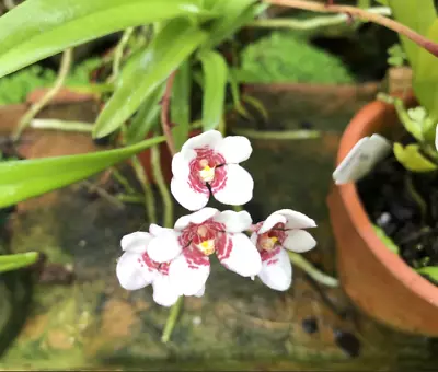$25 • Buy Sarcochilus Fitzhart 'Deep Throat' - 50mm Pot