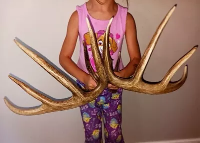 Antlers Deer Horns Fresh Canada Sask Whitetail Hunting Outdoor • $85.68