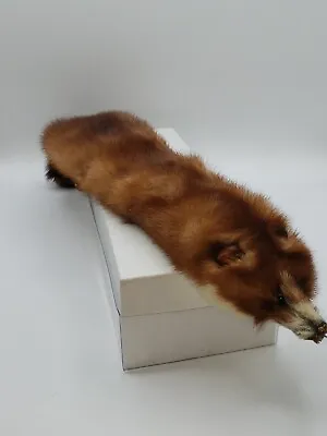 Real Pine Marten Pelt Fur Taxidermy • $55.25