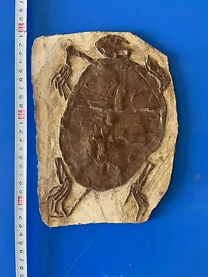 $189 • Buy Rare Chinese Best Triassic Keichousaurus Real Turtle Fossil