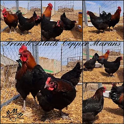 6 French Black Copper Marans Fertile Hatching Eggs - NPIP • $51