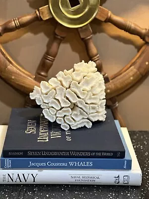$79.95 • Buy Coral Brain Natural White 9” Specimen Salt Water Beach Reef Ocean Nautical Decor