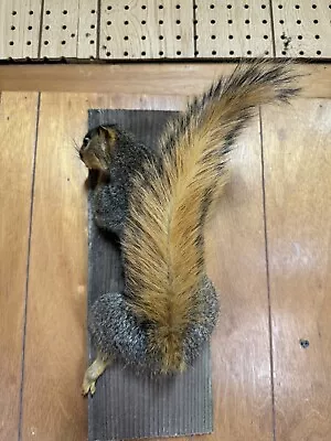 Squirrel Taxidermy Red Squirrel • $124.99