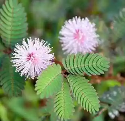 SMALL Mimosa Pudica Starter Grow Kit~Sensitive Plant~Touch-Me-Not~Sleepy • $9.99