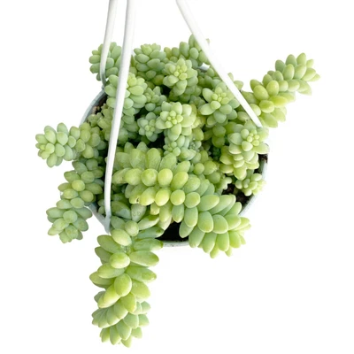 £4.95 • Buy Burrows Tail (Sedum Morganianum) Large Potted Or Cuttings Trailing House Plant