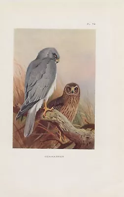 £7.22 • Buy Kornweihe Hen Harrier (Circus Cyaneus) Colour Printing From 1925 Thorburn