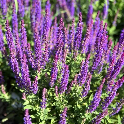 Salvia Nemorosa Blue Queen  - 1 X 1 Litre Potted Plant • £7.99