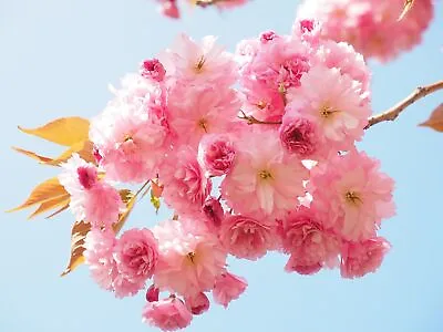 🌸 Japanese Cherry Blossom 🌸 Prunus Serrulata - Sakura Tree Seeds (x10) | 🇬🇧 • £5.59