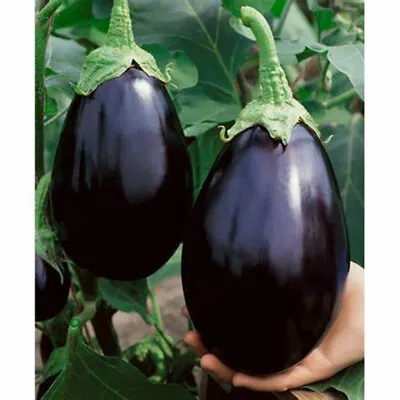 Vegetable Aubergine Black Beauty 50 Seeds Egg Plant Creamy Purple Colour Plant • £1.75