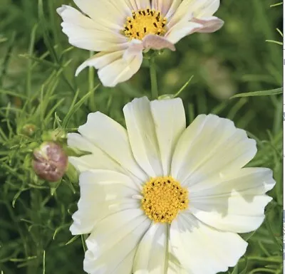 Cosmos Bipinnatus Kiiro - 50 Seeds • £1.99