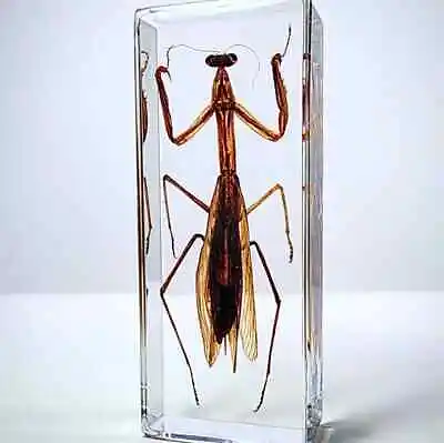 Chinese Praying Mantis In Resin Insects In Lucite Oddities Tenodera Sinensis • $27.50