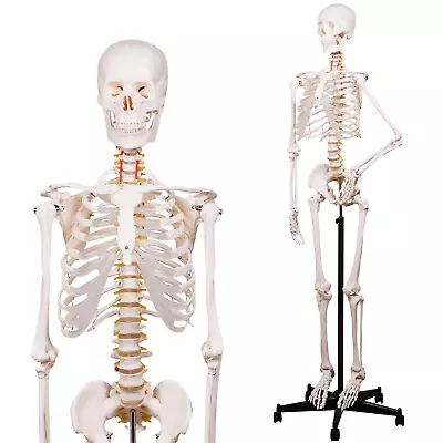 Human Skeleton Model For Anatomy -Life Size Anatomical Skeleton Medical Model Wi • $166.28