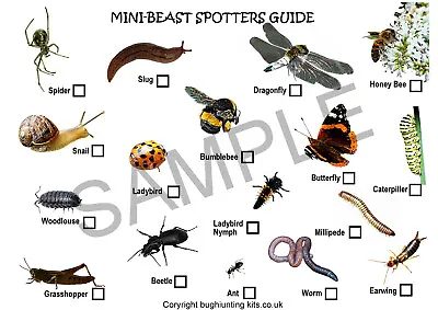 £3.14 • Buy Bug & Insects Spotter Cards Pack 10 ,Ideal Accessory To Bug Pots & Bug Hunts