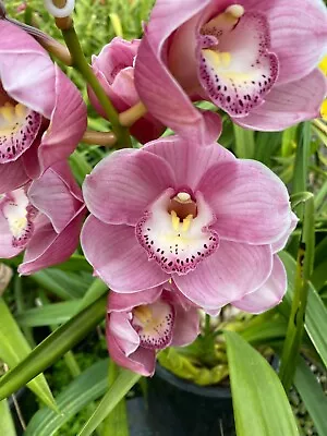 Cymbidium Orchid Valley Olympic 'Lachie' 100mm Pot • $14